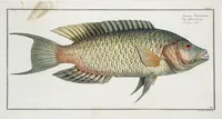 Picture 260 of 416 from Allgemeine Naturgeschichte der Fische. French = Ichtylogie, ou Histoire naturelle : generale et particuliere des poissons (1785), leaf 276