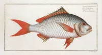 Picture 261 of 416 from Allgemeine Naturgeschichte der Fische. French = Ichtylogie, ou Histoire naturelle : generale et particuliere des poissons (1785), leaf 277