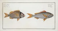 Picture 262 of 416 from Allgemeine Naturgeschichte der Fische. French = Ichtylogie, ou Histoire naturelle : generale et particuliere des poissons (1785), leaf 279