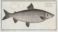 Picture 24 of 416 from Allgemeine Naturgeschichte der Fische. French = Ichtylogie, ou Histoire naturelle : generale et particuliere des poissons (1785), leaf 28