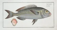 Picture 264 of 416 from Allgemeine Naturgeschichte der Fische. French = Ichtylogie, ou Histoire naturelle : generale et particuliere des poissons (1785), leaf 281