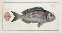 Picture 265 of 416 from Allgemeine Naturgeschichte der Fische. French = Ichtylogie, ou Histoire naturelle : generale et particuliere des poissons (1785), leaf 282