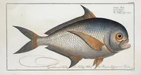 An illustration from Allgemeine Naturgeschichte der Fische. French = Ichtylogie, ou Histoire naturelle : generale et particuliere des poissons (1785)