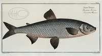 An illustration from Allgemeine Naturgeschichte der Fische. French = Ichtylogie, ou Histoire naturelle : generale et particuliere des poissons (1785)