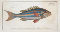Picture 271 of 416 from Allgemeine Naturgeschichte der Fische. French = Ichtylogie, ou Histoire naturelle : generale et particuliere des poissons (1785), leaf 291