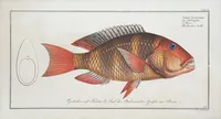 Picture 272 of 416 from Allgemeine Naturgeschichte der Fische. French = Ichtylogie, ou Histoire naturelle : generale et particuliere des poissons (1785), leaf 292