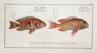 Picture 273 of 416 from Allgemeine Naturgeschichte der Fische. French = Ichtylogie, ou Histoire naturelle : generale et particuliere des poissons (1785), leaf 293