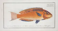 Picture 274 of 416 from Allgemeine Naturgeschichte der Fische. French = Ichtylogie, ou Histoire naturelle : generale et particuliere des poissons (1785), leaf 296