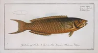 Picture 275 of 416 from Allgemeine Naturgeschichte der Fische. French = Ichtylogie, ou Histoire naturelle : generale et particuliere des poissons (1785), leaf 298