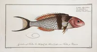 Picture 276 of 416 from Allgemeine Naturgeschichte der Fische. French = Ichtylogie, ou Histoire naturelle : generale et particuliere des poissons (1785), leaf 299