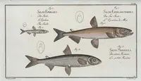 An illustration from Allgemeine Naturgeschichte der Fische. French = Ichtylogie, ou Histoire naturelle : generale et particuliere des poissons (1785)