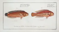 Picture 277 of 416 from Allgemeine Naturgeschichte der Fische. French = Ichtylogie, ou Histoire naturelle : generale et particuliere des poissons (1785), leaf 300
