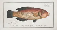 Picture 278 of 416 from Allgemeine Naturgeschichte der Fische. French = Ichtylogie, ou Histoire naturelle : generale et particuliere des poissons (1785), leaf 301