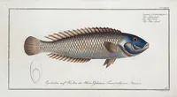 Picture 279 of 416 from Allgemeine Naturgeschichte der Fische. French = Ichtylogie, ou Histoire naturelle : generale et particuliere des poissons (1785), leaf 302