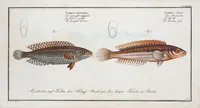 Picture 280 of 416 from Allgemeine Naturgeschichte der Fische. French = Ichtylogie, ou Histoire naturelle : generale et particuliere des poissons (1785), leaf 303