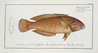 Picture 281 of 416 from Allgemeine Naturgeschichte der Fische. French = Ichtylogie, ou Histoire naturelle : generale et particuliere des poissons (1785), leaf 304