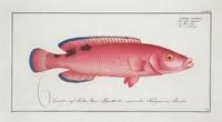 Picture 284 of 416 from Allgemeine Naturgeschichte der Fische. French = Ichtylogie, ou Histoire naturelle : generale et particuliere des poissons (1785), leaf 307