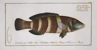 Picture 285 of 416 from Allgemeine Naturgeschichte der Fische. French = Ichtylogie, ou Histoire naturelle : generale et particuliere des poissons (1785), leaf 308