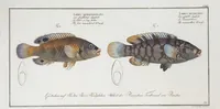 Picture 286 of 416 from Allgemeine Naturgeschichte der Fische. French = Ichtylogie, ou Histoire naturelle : generale et particuliere des poissons (1785), leaf 309