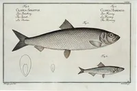 An illustration from Allgemeine Naturgeschichte der Fische. French = Ichtylogie, ou Histoire naturelle : generale et particuliere des poissons (1785)