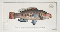 Picture 288 of 416 from Allgemeine Naturgeschichte der Fische. French = Ichtylogie, ou Histoire naturelle : generale et particuliere des poissons (1785), leaf 311
