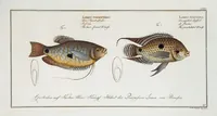 Picture 290 of 416 from Allgemeine Naturgeschichte der Fische. French = Ichtylogie, ou Histoire naturelle : generale et particuliere des poissons (1785), leaf 313