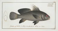 Picture 292 of 416 from Allgemeine Naturgeschichte der Fische. French = Ichtylogie, ou Histoire naturelle : generale et particuliere des poissons (1785), leaf 315