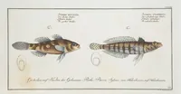 Picture 294 of 416 from Allgemeine Naturgeschichte der Fische. French = Ichtylogie, ou Histoire naturelle : generale et particuliere des poissons (1785), leaf 317