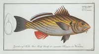 Picture 295 of 416 from Allgemeine Naturgeschichte der Fische. French = Ichtylogie, ou Histoire naturelle : generale et particuliere des poissons (1785), leaf 318