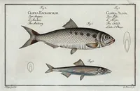 An illustration from Allgemeine Naturgeschichte der Fische. French = Ichtylogie, ou Histoire naturelle : generale et particuliere des poissons (1785)