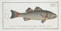 Picture 297 of 416 from Allgemeine Naturgeschichte der Fische. French = Ichtylogie, ou Histoire naturelle : generale et particuliere des poissons (1785), leaf 320