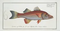Picture 298 of 416 from Allgemeine Naturgeschichte der Fische. French = Ichtylogie, ou Histoire naturelle : generale et particuliere des poissons (1785), leaf 321