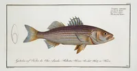 Picture 299 of 416 from Allgemeine Naturgeschichte der Fische. French = Ichtylogie, ou Histoire naturelle : generale et particuliere des poissons (1785), leaf 322