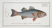Picture 300 of 416 from Allgemeine Naturgeschichte der Fische. French = Ichtylogie, ou Histoire naturelle : generale et particuliere des poissons (1785), leaf 323