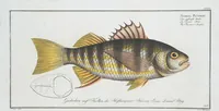 Picture 301 of 416 from Allgemeine Naturgeschichte der Fische. French = Ichtylogie, ou Histoire naturelle : generale et particuliere des poissons (1785), leaf 324