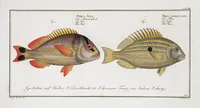 Picture 302 of 416 from Allgemeine Naturgeschichte der Fische. French = Ichtylogie, ou Histoire naturelle : generale et particuliere des poissons (1785), leaf 326
