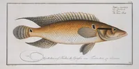 Picture 303 of 416 from Allgemeine Naturgeschichte der Fische. French = Ichtylogie, ou Histoire naturelle : generale et particuliere des poissons (1785), leaf 327