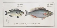 Picture 305 of 416 from Allgemeine Naturgeschichte der Fische. French = Ichtylogie, ou Histoire naturelle : generale et particuliere des poissons (1785), leaf 329