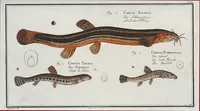 An illustration from Allgemeine Naturgeschichte der Fische. French = Ichtylogie, ou Histoire naturelle : generale et particuliere des poissons (1785)