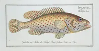 Picture 306 of 416 from Allgemeine Naturgeschichte der Fische. French = Ichtylogie, ou Histoire naturelle : generale et particuliere des poissons (1785), leaf 331