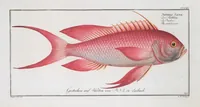 Picture 307 of 416 from Allgemeine Naturgeschichte der Fische. French = Ichtylogie, ou Histoire naturelle : generale et particuliere des poissons (1785), leaf 333