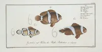 Picture 308 of 416 from Allgemeine Naturgeschichte der Fische. French = Ichtylogie, ou Histoire naturelle : generale et particuliere des poissons (1785), leaf 334