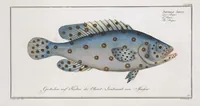 Picture 309 of 416 from Allgemeine Naturgeschichte der Fische. French = Ichtylogie, ou Histoire naturelle : generale et particuliere des poissons (1785), leaf 335