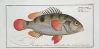 An illustration from Allgemeine Naturgeschichte der Fische. French = Ichtylogie, ou Histoire naturelle : generale et particuliere des poissons (1785)