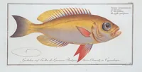 Picture 311 of 416 from Allgemeine Naturgeschichte der Fische. French = Ichtylogie, ou Histoire naturelle : generale et particuliere des poissons (1785), leaf 337