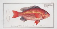 An illustration from Allgemeine Naturgeschichte der Fische. French = Ichtylogie, ou Histoire naturelle : generale et particuliere des poissons (1785)