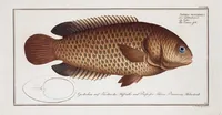 An illustration from Allgemeine Naturgeschichte der Fische. French = Ichtylogie, ou Histoire naturelle : generale et particuliere des poissons (1785)
