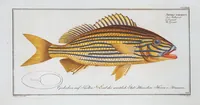 Picture 315 of 416 from Allgemeine Naturgeschichte der Fische. French = Ichtylogie, ou Histoire naturelle : generale et particuliere des poissons (1785), leaf 341