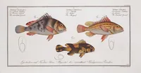 An illustration from Allgemeine Naturgeschichte der Fische. French = Ichtylogie, ou Histoire naturelle : generale et particuliere des poissons (1785)