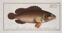 Picture 321 of 416 from Allgemeine Naturgeschichte der Fische. French = Ichtylogie, ou Histoire naturelle : generale et particuliere des poissons (1785), leaf 347